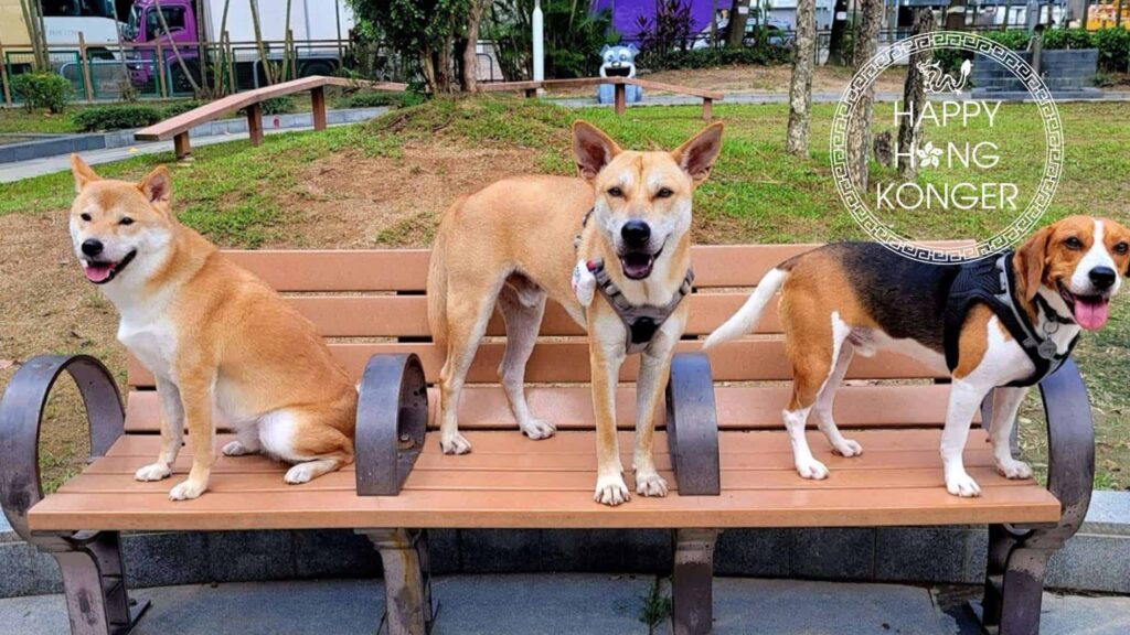 Kwun Tong Ferry Pier Square Pet Garden's Homepage