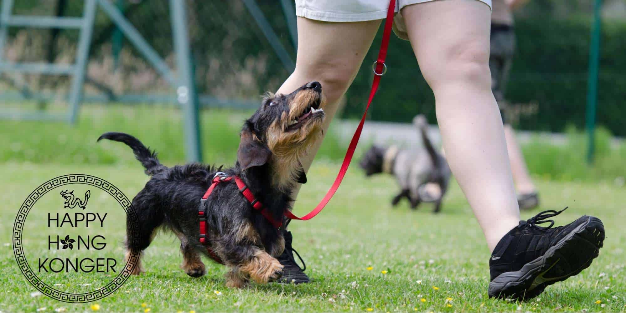 Top 5 Dog Training Services in Hong Kong